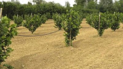 COLTURA DEL NOCCIOLO: UNA GIORNATA NEL CAMPO SPERIMENTALE DI VENETO AGRICOLTURA A CEREGNANO-RO