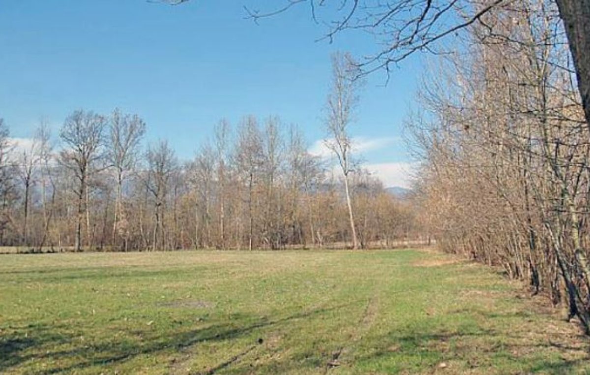 MARCA TREVIGIANA: DISTRIBUZIONE DI PIANTE FORESTALI PER I PALU’ QUARTIER DEL PIAVE