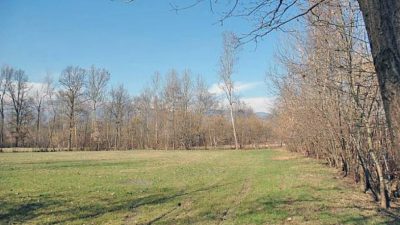 MARCA TREVIGIANA: DISTRIBUZIONE DI PIANTE FORESTALI PER I PALU’ QUARTIER DEL PIAVE