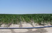 ISOLA DELLA SCALA (VR): FOCUS SU ACQUA, AGRICOLTURA E TERRITORIO