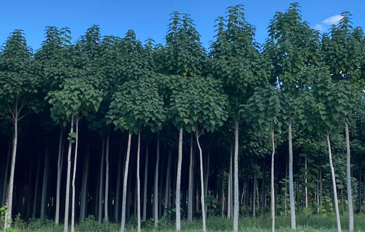 Paulownia: una pianta multifunzionale. Le prove di Veneto Agricoltura