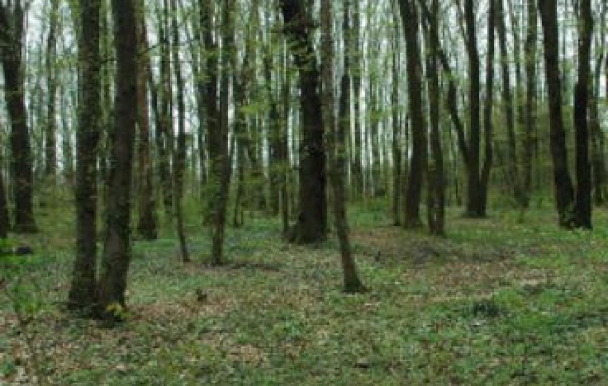 ANCORA POCHI GIORNI PER CANDIDARSI AL PREMIO “JEAN GIONO, L’UOMO CHE PIANTAVA GLI ALBERI”