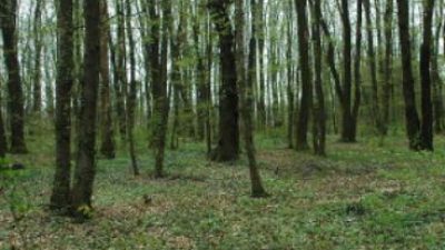 ANCORA POCHI GIORNI PER CANDIDARSI AL PREMIO “JEAN GIONO, L’UOMO CHE PIANTAVA GLI ALBERI”