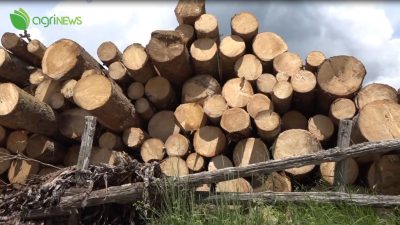 AgriNews – il TG dell’agricoltura veneta a cura di Regione del Veneto, Veneto Agricoltura e ARPAV