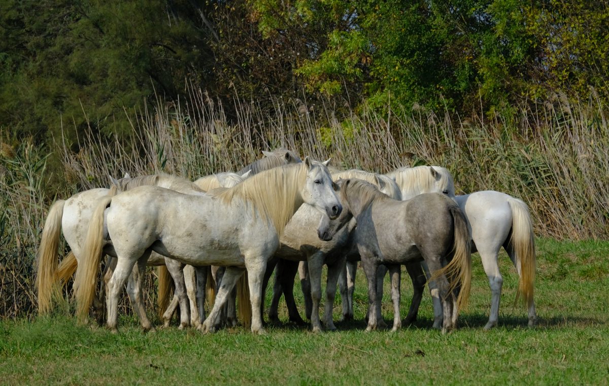 LA BIODIVERSITA’ AGRARIA E ALIMENTARE IN FIERA A VICENZA CON VENETO AGRICOLTURA
