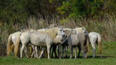 LA BIODIVERSITA’ AGRARIA E ALIMENTARE IN FIERA A VICENZA CON VENETO AGRICOLTURA