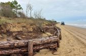 VALLEVECCHIA DI CAORLE (VE), NONOSTANTE LA MAREGGIATA IL FRATINO NON HA PERSO LA SUA CASA