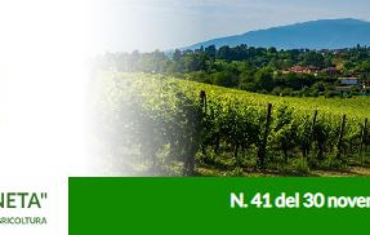 Newsletter n. 41 del 30 novembre 2022