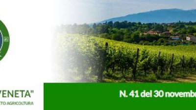 Newsletter n. 41 del 30 novembre 2022