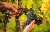 NEL 2022 L’AUMENTO DEI PREZZI DELLE UVE VENETE, ACCOMPAGNA QUELLO DELL’EXPORT DI VINO