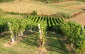 DOMANI A LONIGO-VI I DATI DEFINITIVI DELLA VENDEMMIA 2022. FOCUS SUI MERCATI INTERNAZIONALI E L’EXPORT DI VINO VENETO