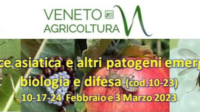 Cimice asiatica e altri patogeni emergenti: biologia e difesa