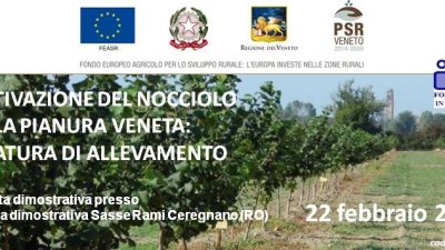 Coltivazione del nocciolo nella pianura veneta: potatura di allevamento