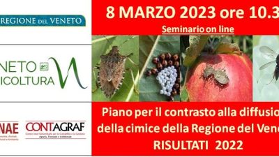 Piano per il contrasto alla diffusione della cimice della Regione del Veneto: RISULTATI 2022