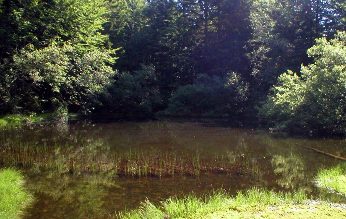 AD AGRIMONT DOPPIO FOCUS DI VENETO AGRICOLTURA SULLA SOSTENIBILITA’ DEI PASCOLI MONTANI E GLI ORTI FORESTALI