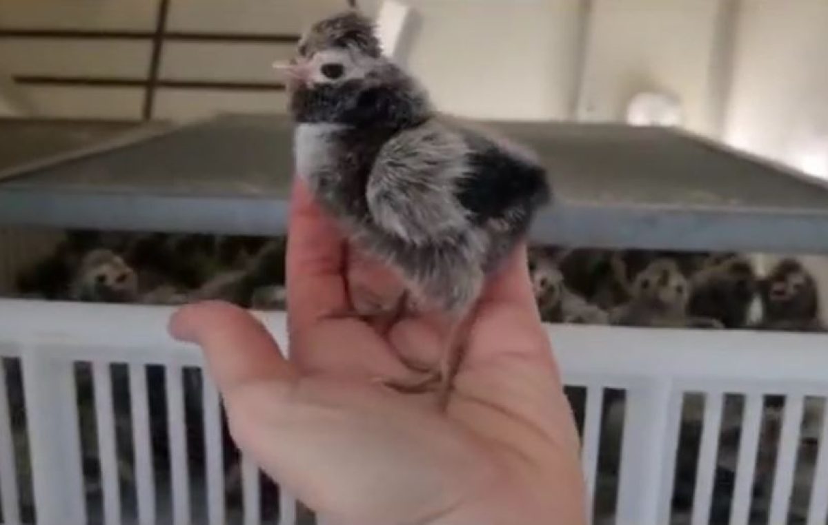 Azienda pilota dimostrativa “Sasse Rami” di Veneto Agricoltura di Ceregnano (Ro): sono nati i pulcini di anatra germanata veneta..