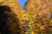 ESTE (PD): UN PIENO DI SALUTE ATTINGENDO DALLE FORESTE E I GIARDINI