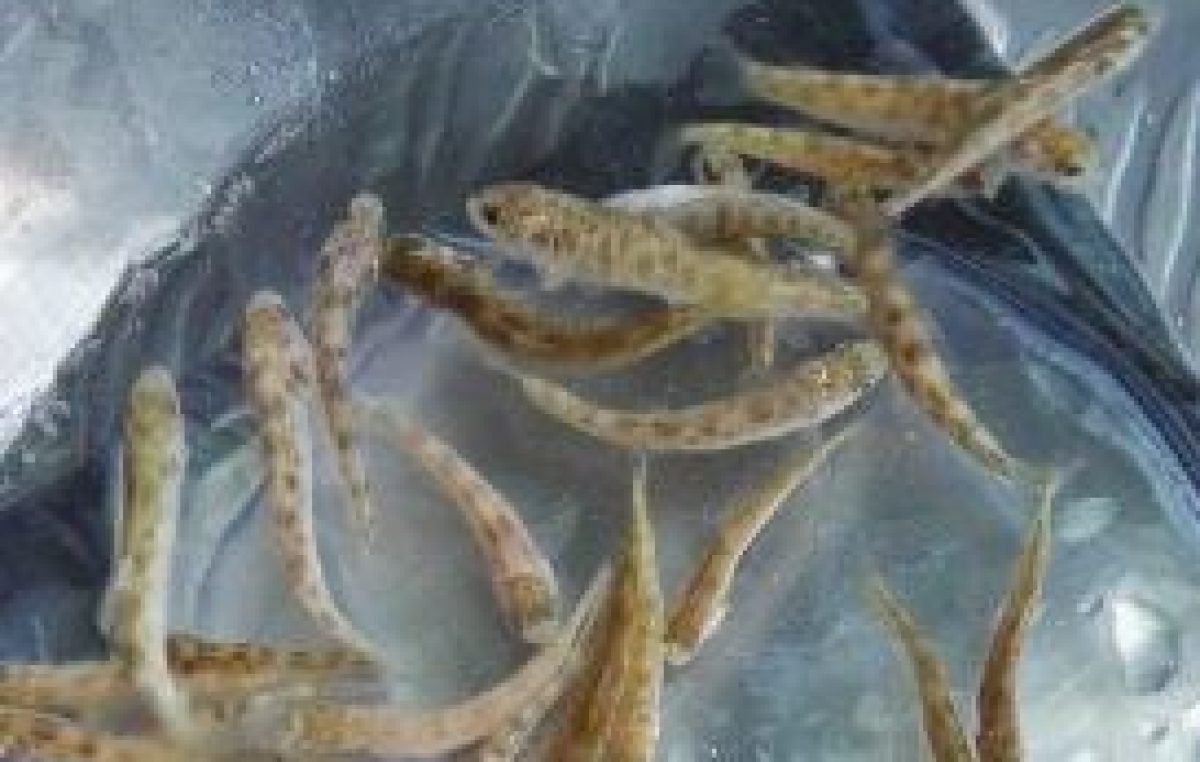 65.000 AVANNOTTI DI TROTA MARMORATA PER LE ACQUA TREVIGIANE