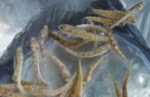 65.000 AVANNOTTI DI TROTA MARMORATA PER LE ACQUA TREVIGIANE