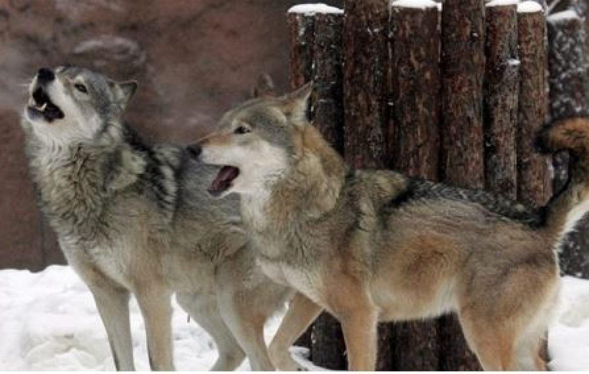 RIFLETTORI SULLA FAUNA SELVATICA NEL VENETO, VITTIMA E PROTAGONISTA DELLE TRASFORMAZIONI AMBIENTALI