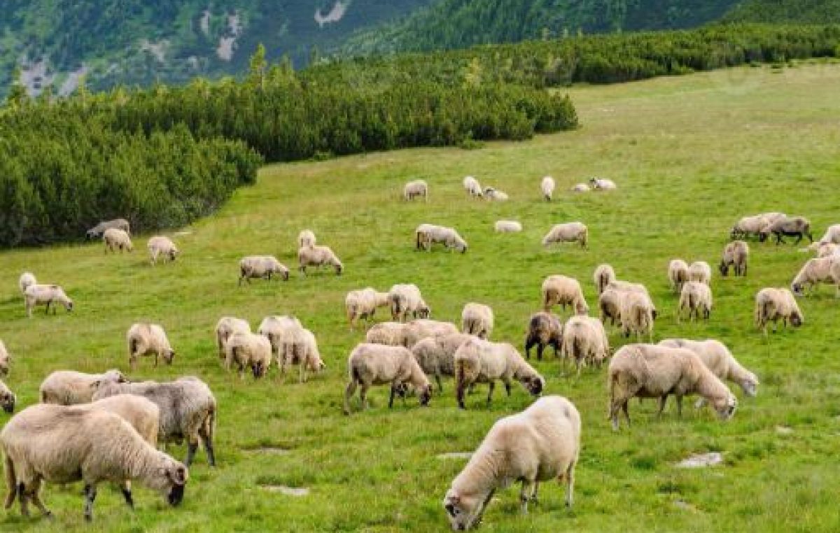 CONCESSIONE DEL COMPLESSO PASCOLIVO DELL’ALTA VALLE DI SAN LUCANO