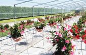 FLORICOLTURA SOSTENIBILE: GIORNATA TECNICA AL CENTRO PO DI TRAMONTANA (ROSOLINA-RO)