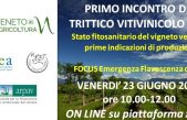 PIOGGE E FLAVESCENZA DORATA PREOCCUPANO I VITICOLTORI