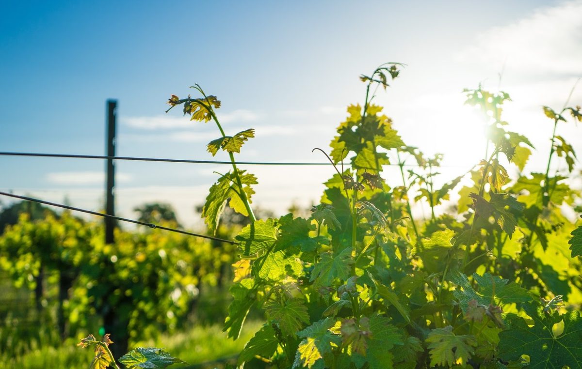 VIGNETO VENETO IN SALUTE: ATTESA UNA BUONA PRODUZIONE