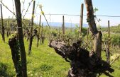 DOMANI IL PRIMO FOCUS DEL TRITTICO VITIVINICOLO 2023: COME STA IL VIGNETO VENETO?