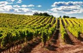 UN’ANNATA DIFFICILE PER IL VIGNETO VENETO