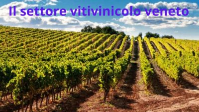 Focus comparto vitivinicolo congiuntura 2022