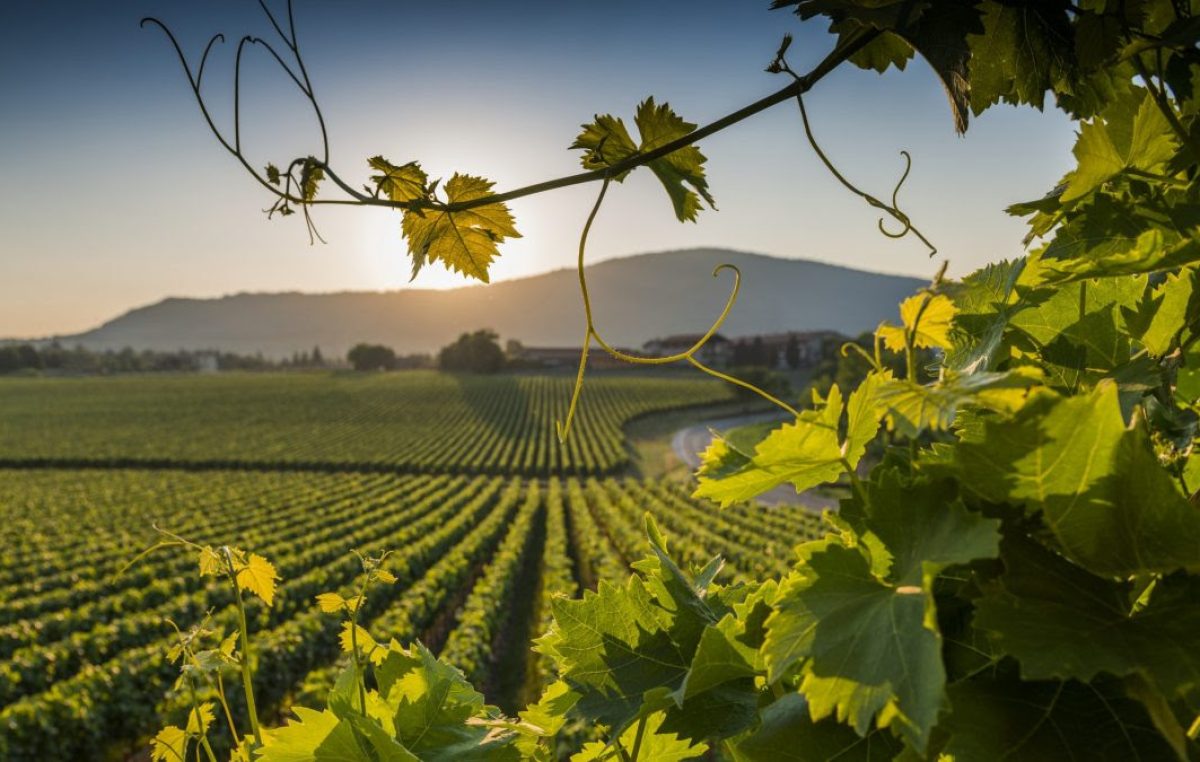 EXPORT DI VINO VENETO: NUOVO RECORD NEL 2022, MA LE PREVISIONI SONO MENO ROSEE PER IL 2023