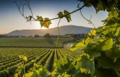 EXPORT DI VINO VENETO: NUOVO RECORD NEL 2022, MA LE PREVISIONI SONO MENO ROSEE PER IL 2023