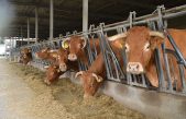 IL VENETO RIDUCE I CAPI BOVINI E SUINI MACELLATI, RECUPERO DEGLI AVICOLI.