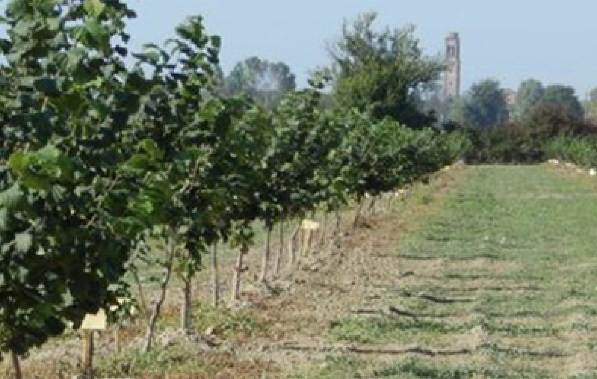 COLTIVAZIONE DEL NOCCIOLO NELLA PIANURA VENETA: POTATURA DI ALLEVAMENTO
