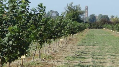 COLTIVAZIONE DEL NOCCIOLO NELLA PIANURA VENETA: POTATURA DI ALLEVAMENTO