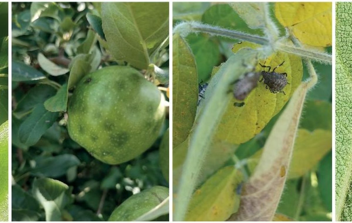 Trappole per il monitoraggio e la lotta alla cimice asiatica
