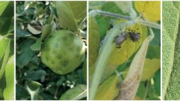 Trappole per il monitoraggio e la lotta alla cimice asiatica