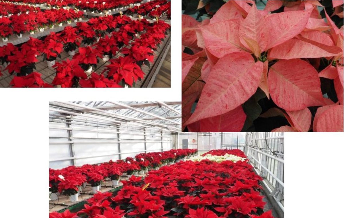 Schede varietali Poinsettia 2023 – Centro Po di Tramontana