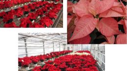 Schede varietali Poinsettia 2023 – Centro Po di Tramontana