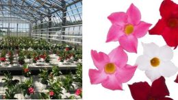 Schede varietali Dipladenia 2019-2023