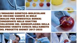 L’indagine genetico-molecolare di vecchie varietà di melo (Malus x domestica Borkh) conservate nelle quattro collezioni del germoplasma della Regione Veneto svolta nell’ambito del progetto Bionet 2017-2022