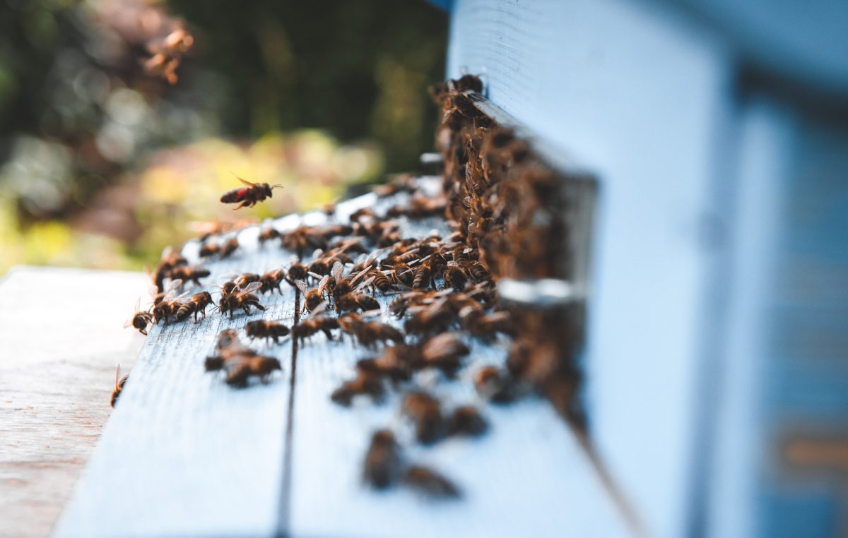 BEE2GETHER – Rafforzamento del sistema innovativo transfrontaliero per il miglioramento della biodiversità attraverso il monitoraggio delle api