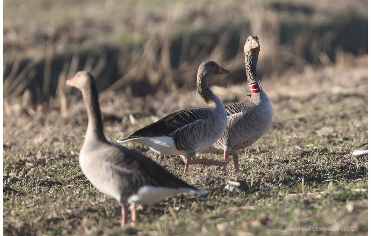 CENSIMENTO DEGLI UCCELLI ACQUATICI SVERNANTI (IWC: International Waterbird Census)