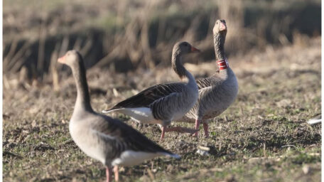 CENSIMENTO DEGLI UCCELLI ACQUATICI SVERNANTI (IWC: International Waterbird Census)